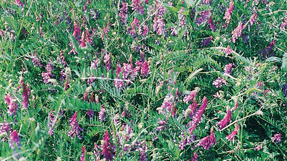 Grazing Oklahoma Hairy Vetch Oklahoma Farm Ranch