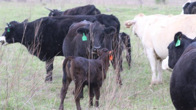 downer-cows-oklahoma-farm-ranch