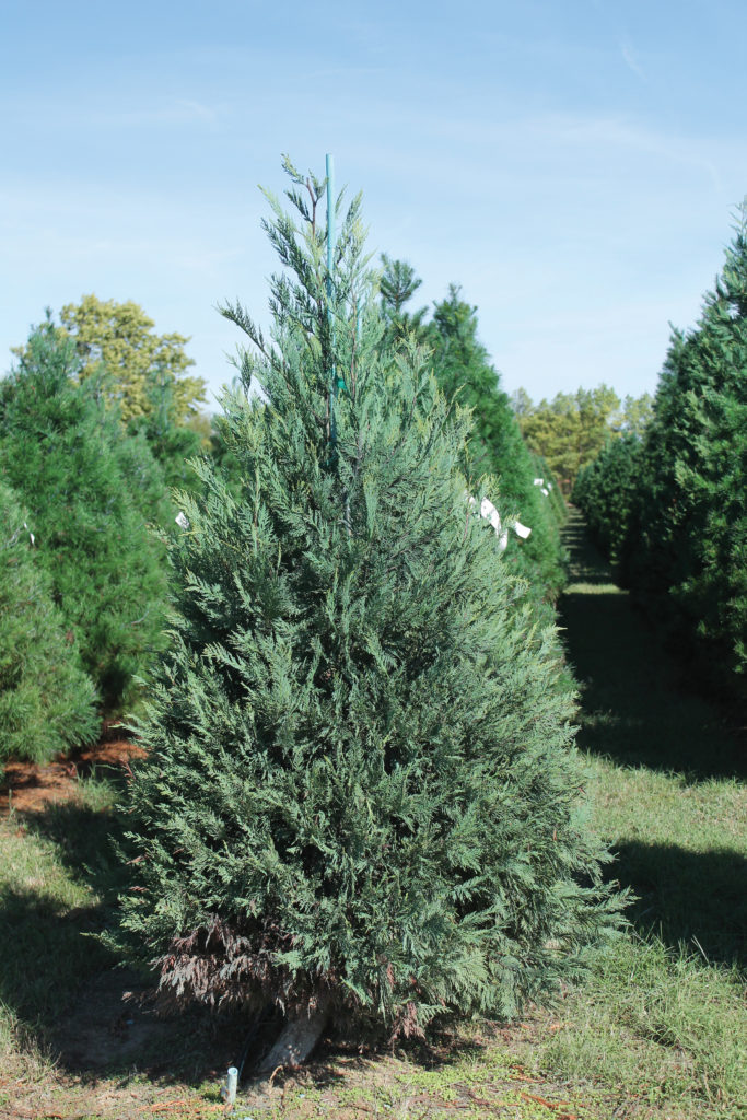 The Leyland Cypress is a southern species, and Oklahoma is at the northern range of its habitat.