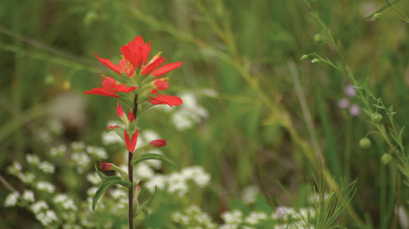 Grazing Oklahoma: Indian Paintbrush – Oklahoma Farm & Ranch