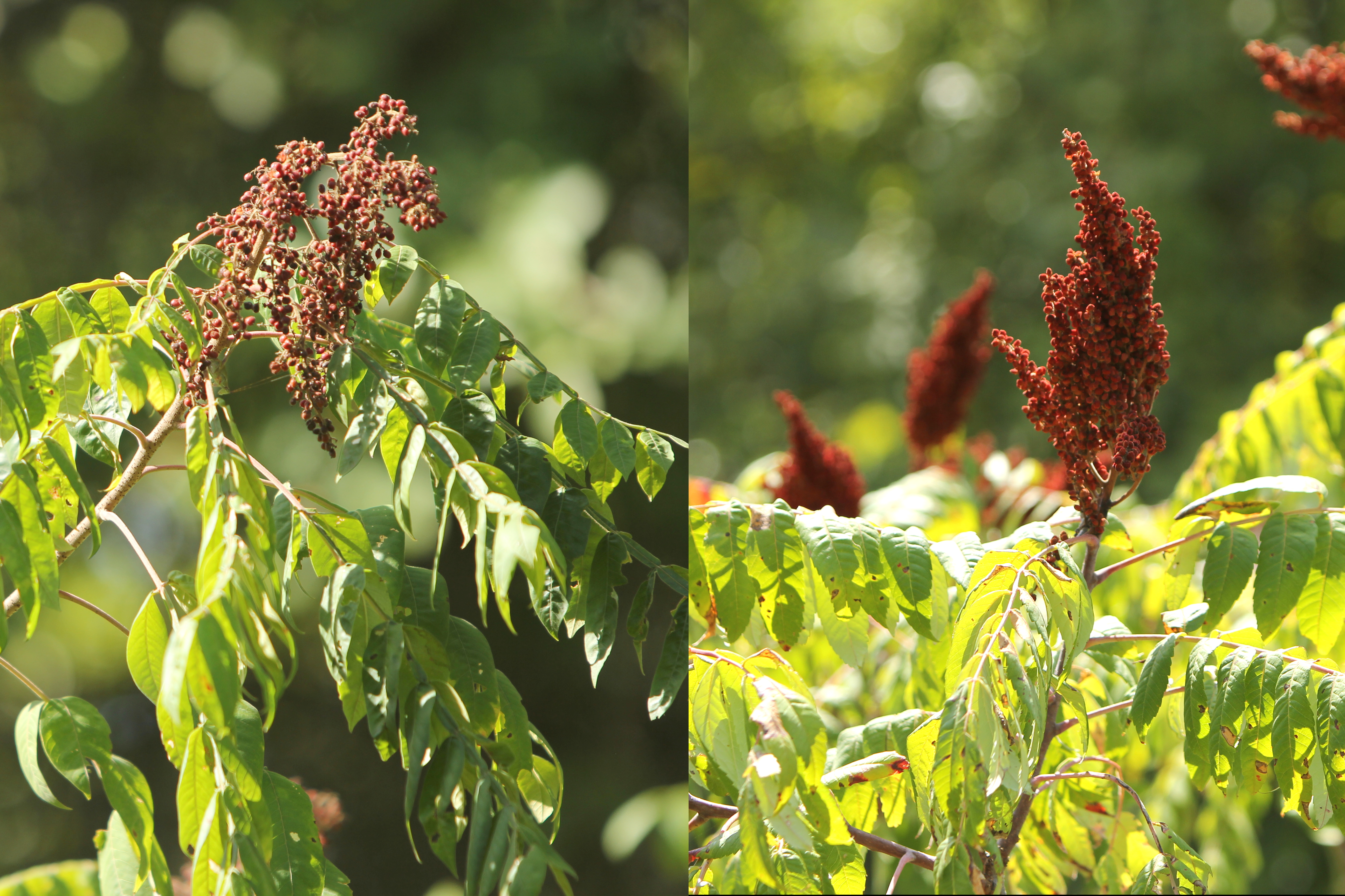 Sumac, Winged