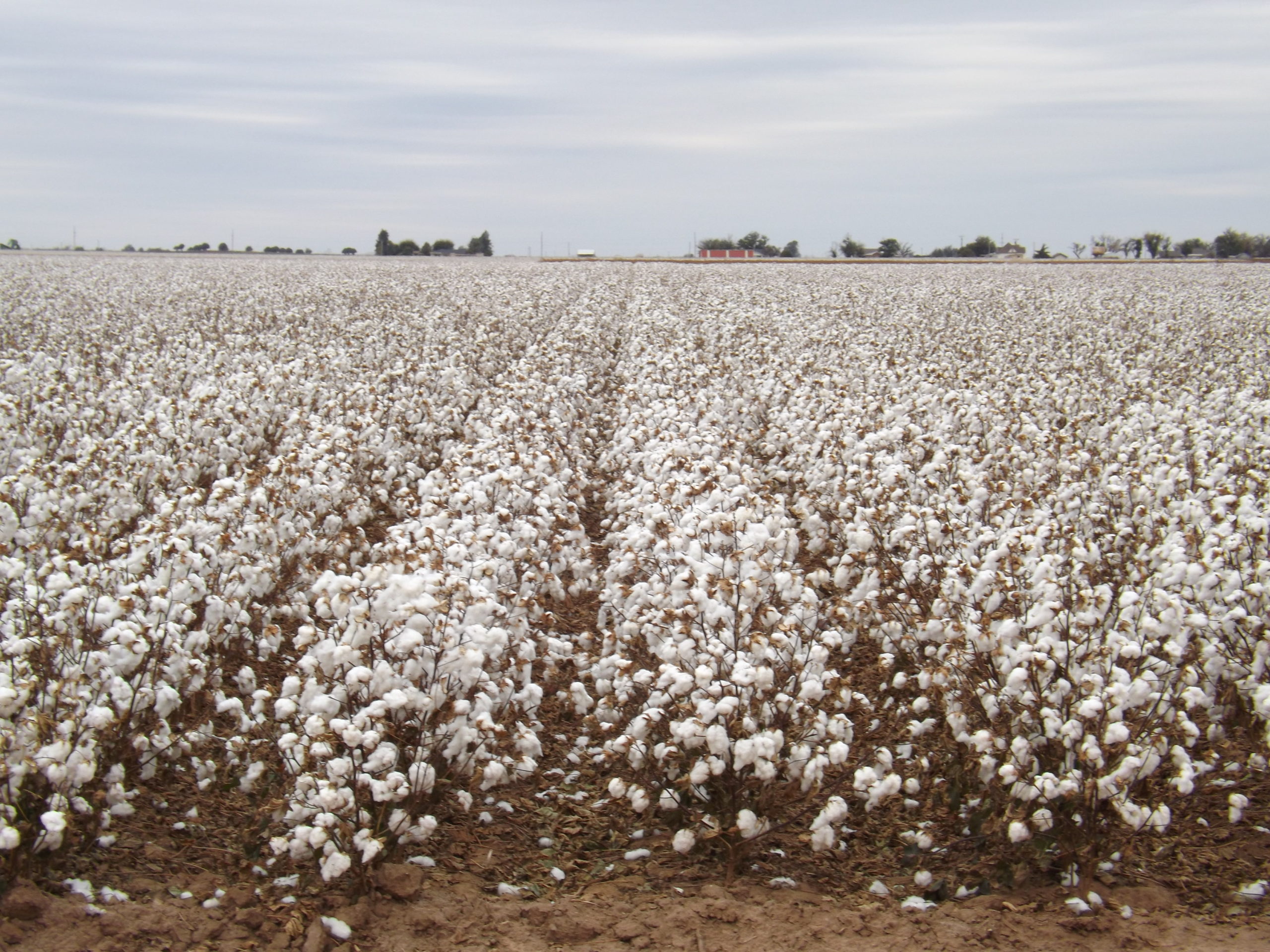 OSU Ag Research shares research to find new cotton variety