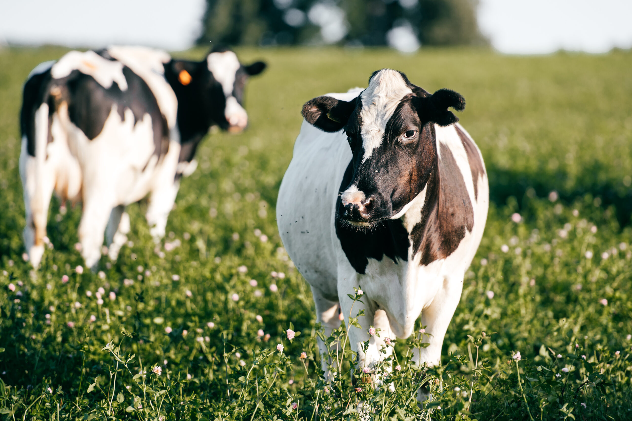 papillomatosis in cattle