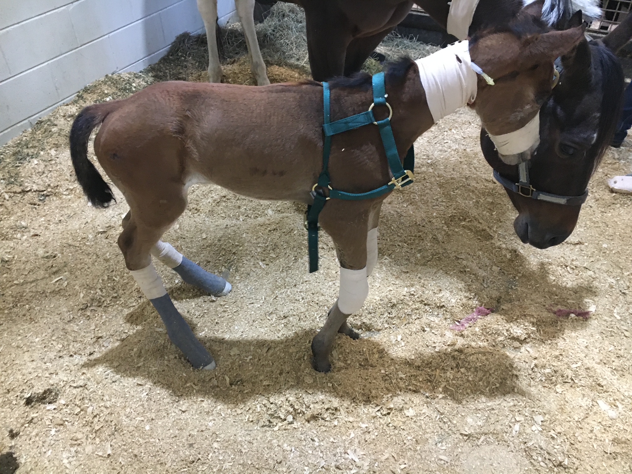 Degenerative Suspensory Ligament Desmitis of the Horse – Oklahoma